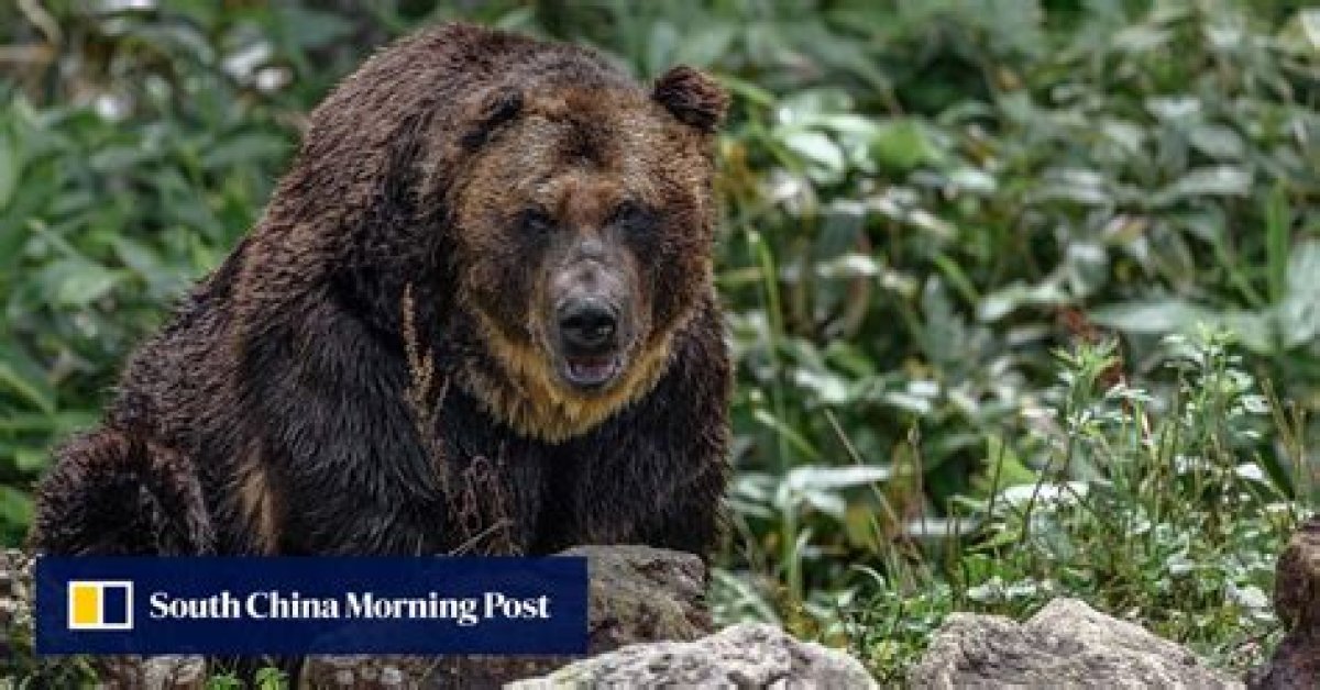 Japan’s Hokkaido Issues Urgent Bear Alert After Fisherman Decapitated