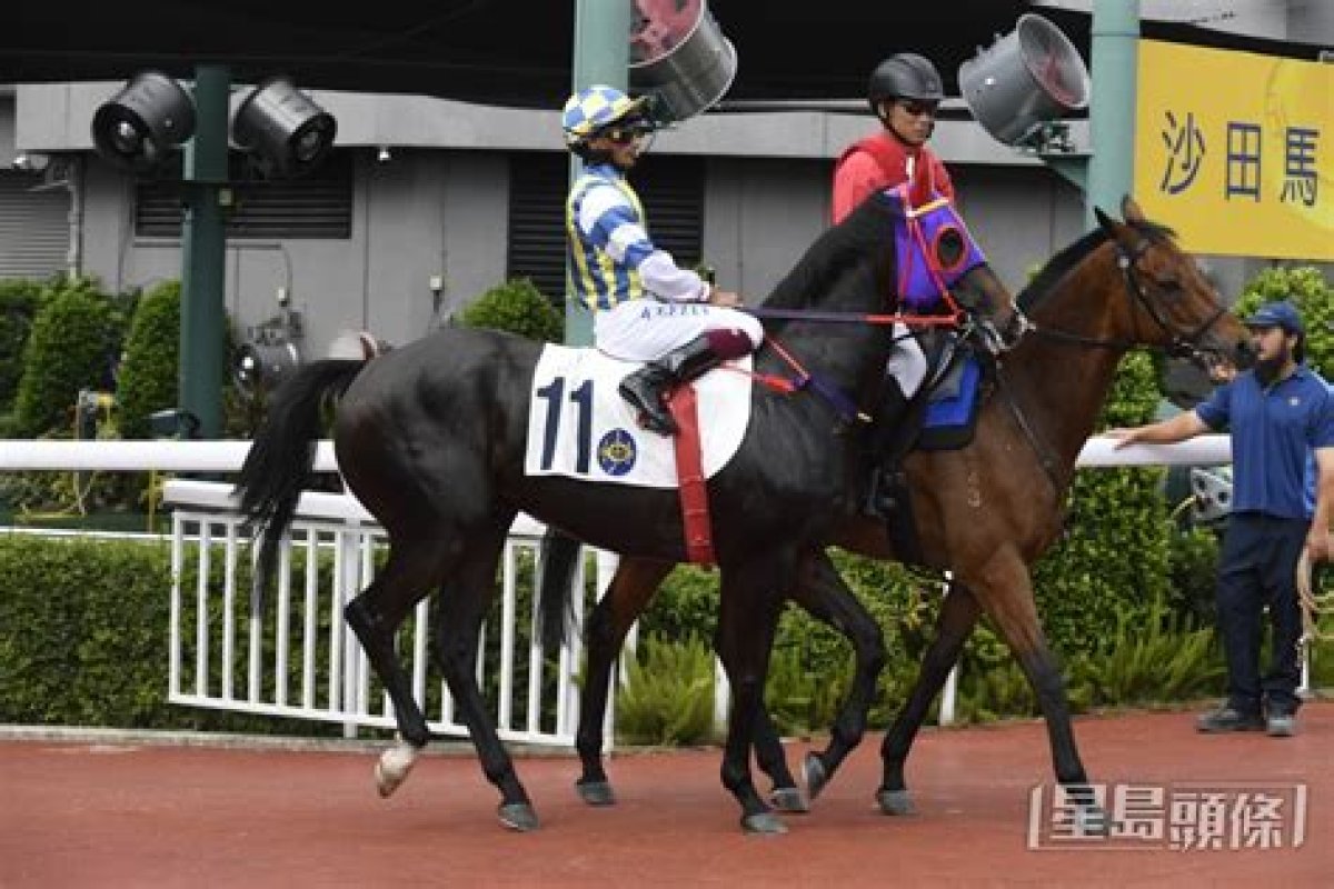 Jumbo Fortune (G195) 連連歡呼 | Horses | Hk Racing