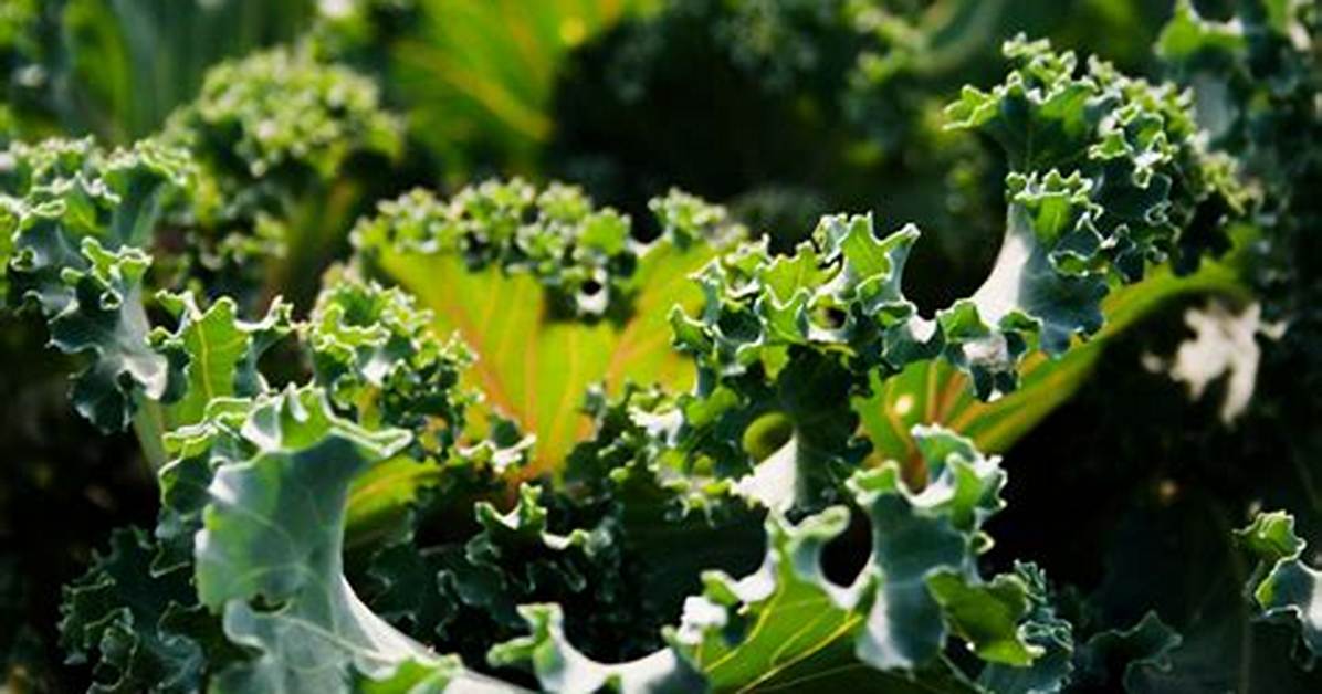 Kale Extract for Hair Loss — Best Ways to Use It