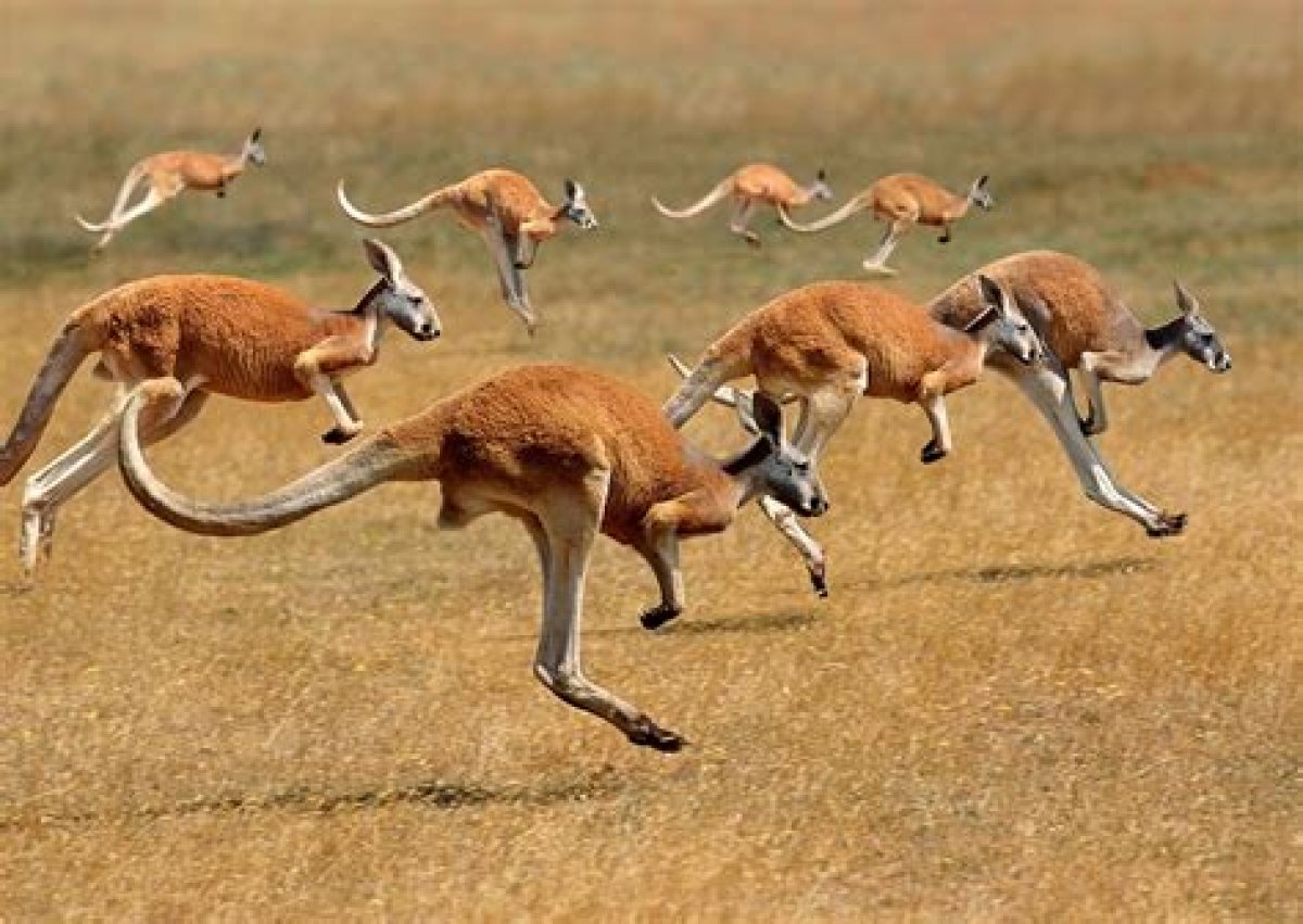 Kangaroo's Movement
