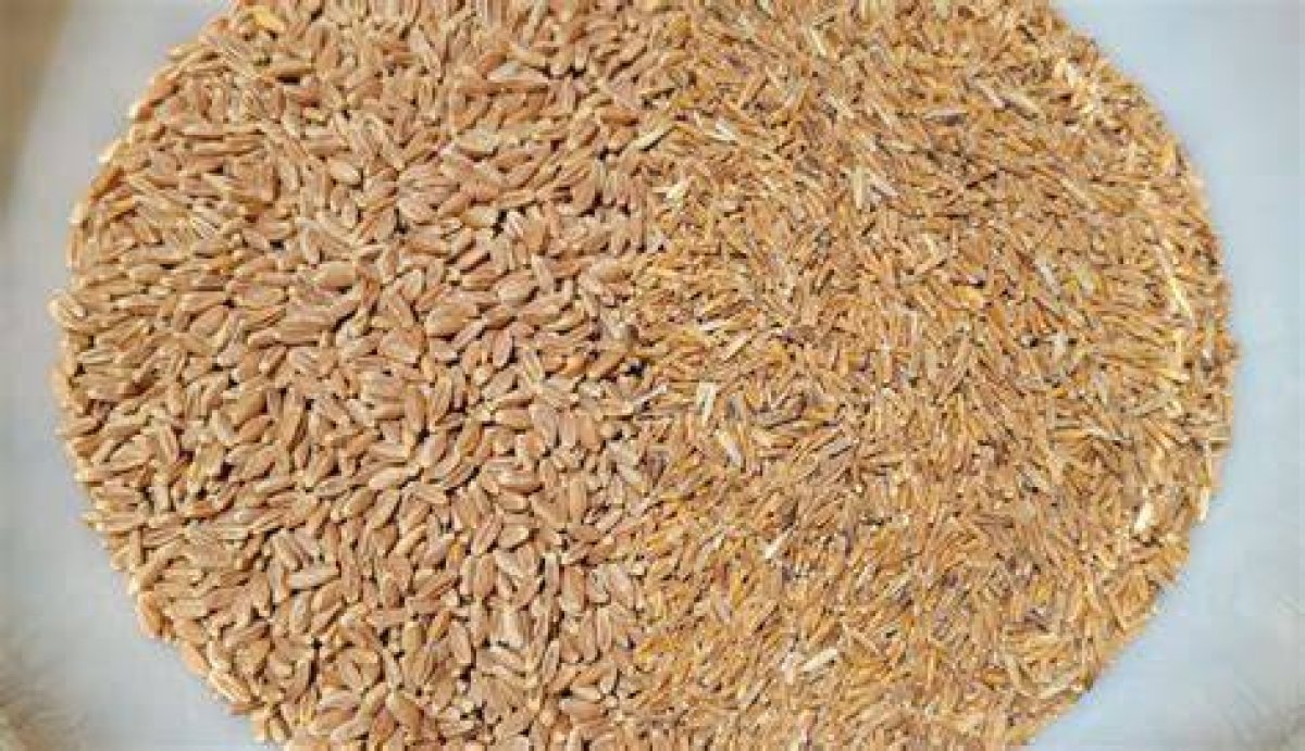 Kernza Is the Next Big Grain Superfood