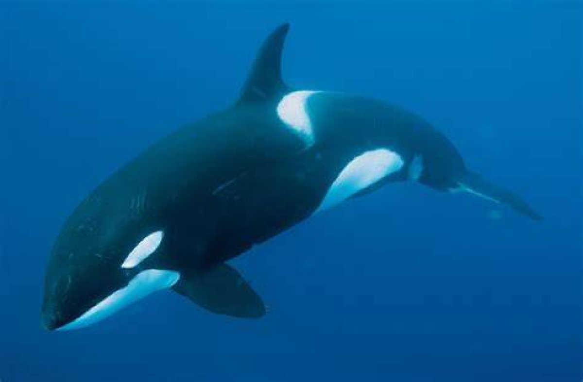 Killer Whale That Can Sleep with One Eye Open