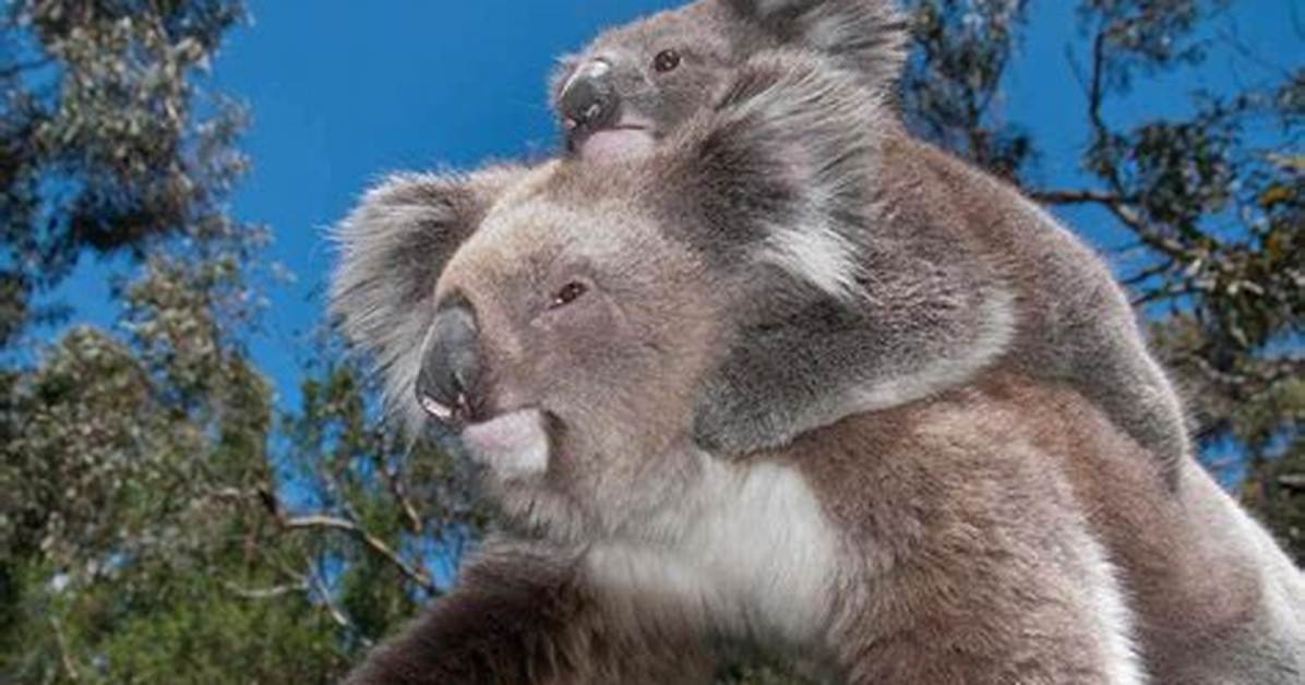 Koalas May Be ‘Functionally Extinct’ — but What Does That Mean?