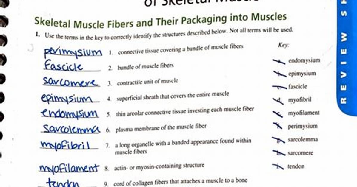 Lab Practical v Muscle Ii Review Games — Playlist