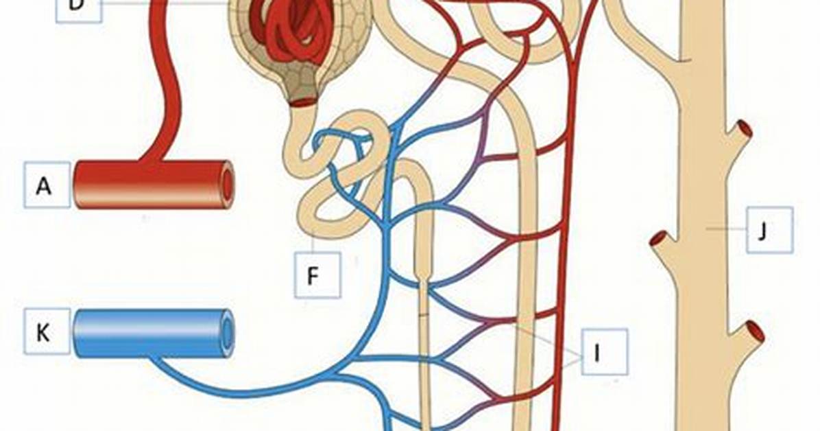 Label a Nephron Quiz