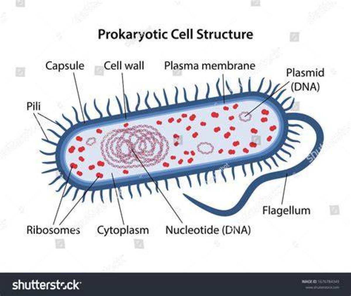 Label the Parts of a Prokaryotic Cell — Printable Worksheet