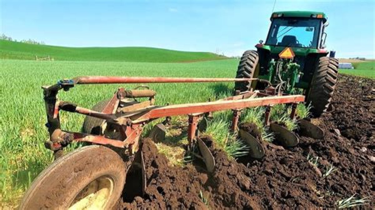 Large Animals Used for Plowing