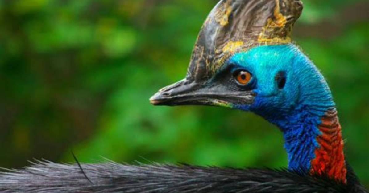 Large Bird of Australia