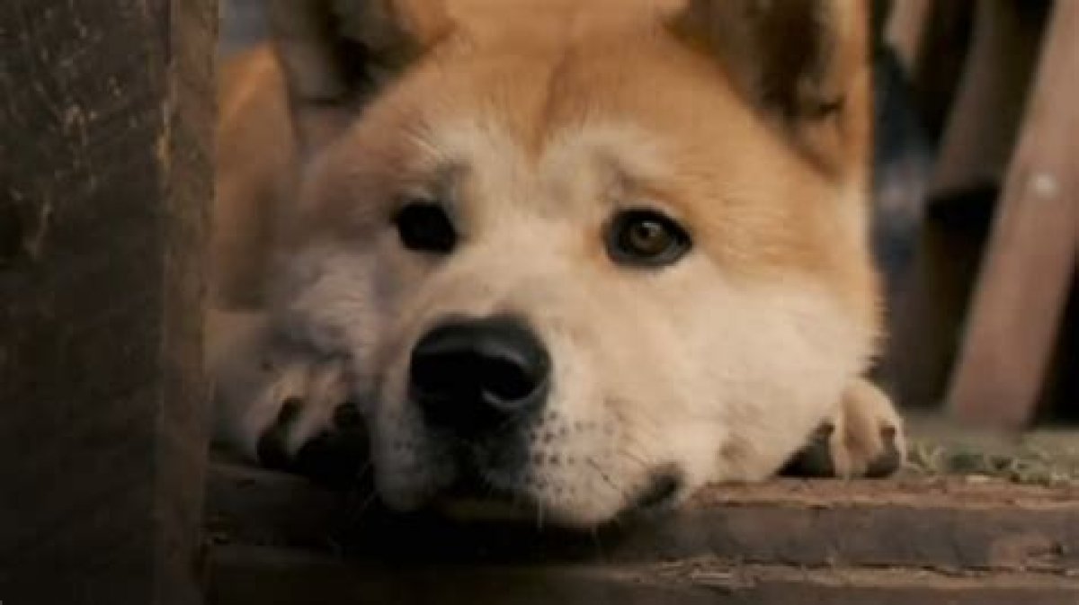 Life of Pi, Hachi: a Dog’s Tale, Cats & Dogs. .. Here Are 13 Live-Action Animal Movies You Need to Watch - Yp
