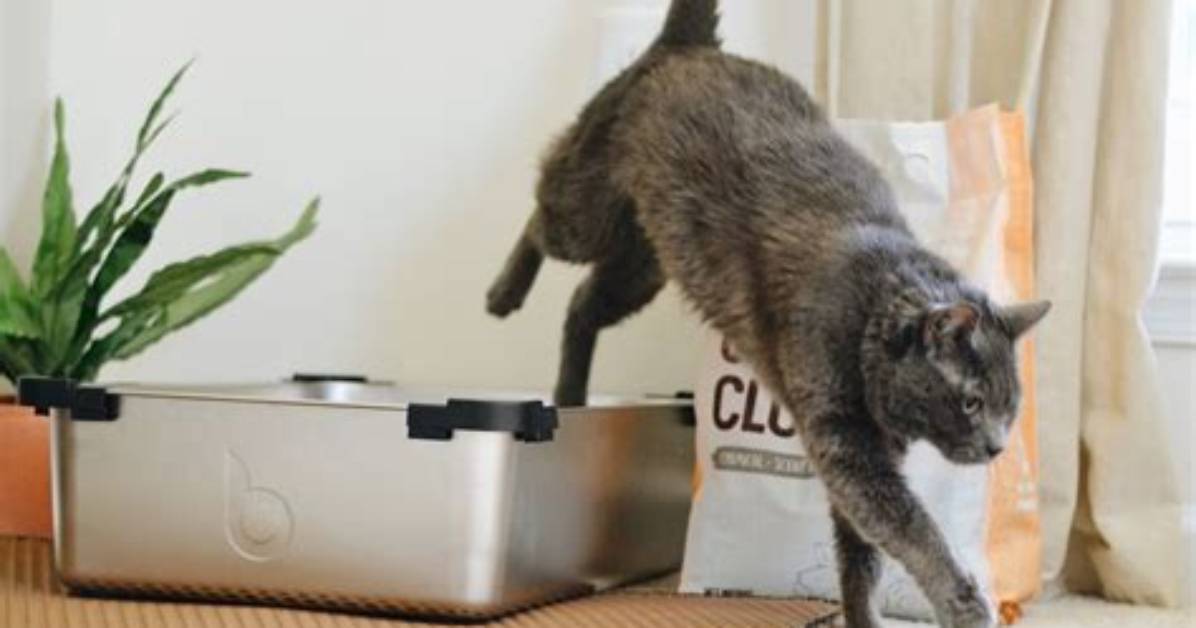 Litter Box Stink