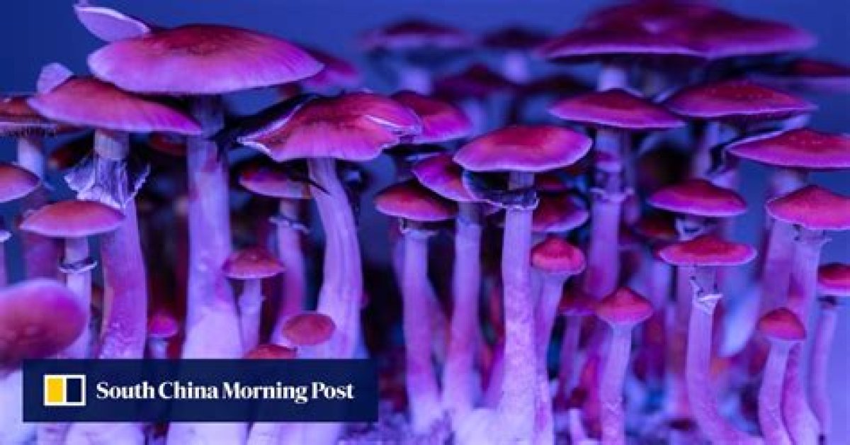 Magic Mushroom Chemical Helps Teacher Quit Drinking; Researchers Say Psychedelics Can Change the Brain and Stop Addictions