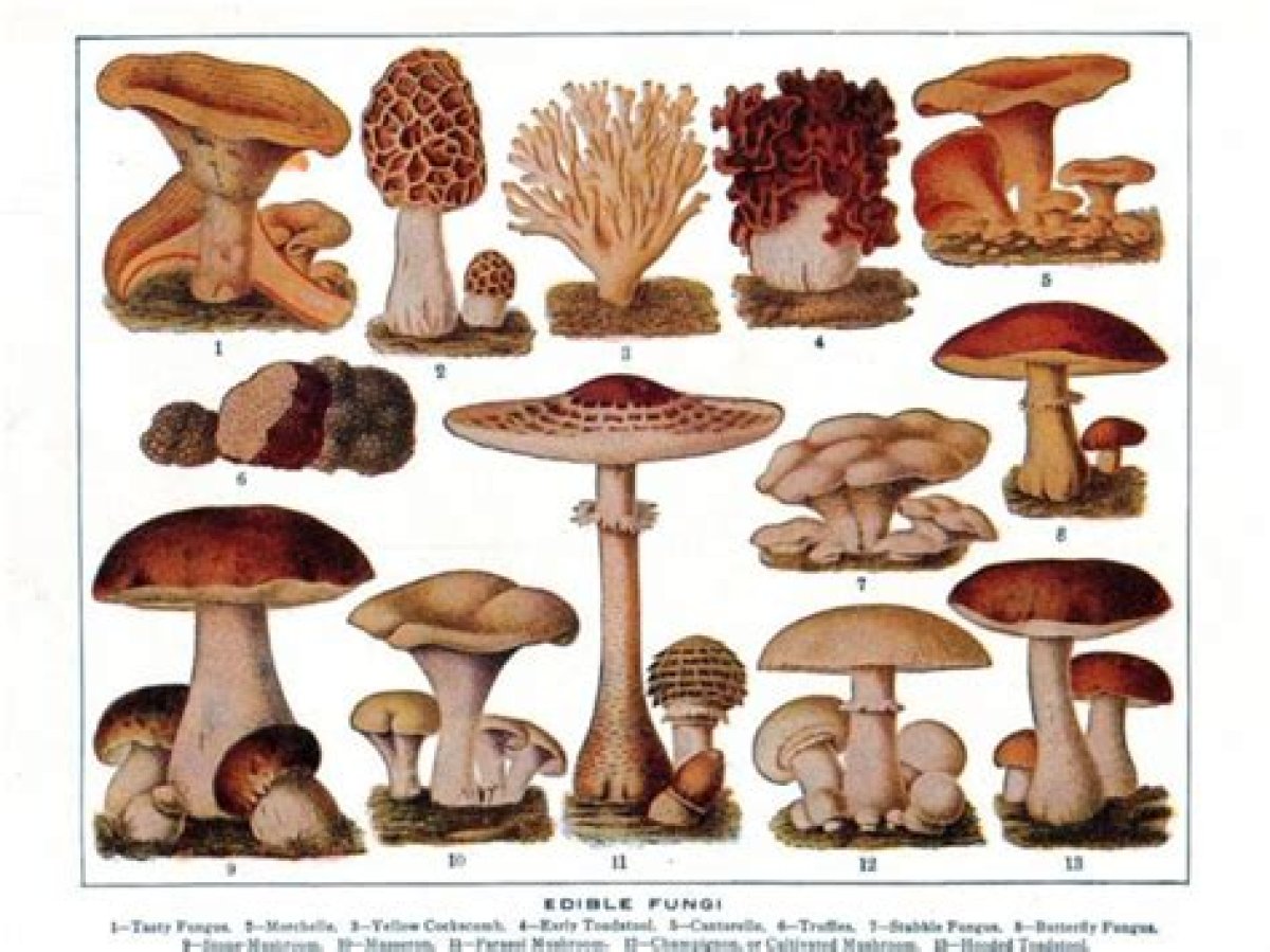 Magical Mushrooms: the Allure of Edible Fungi