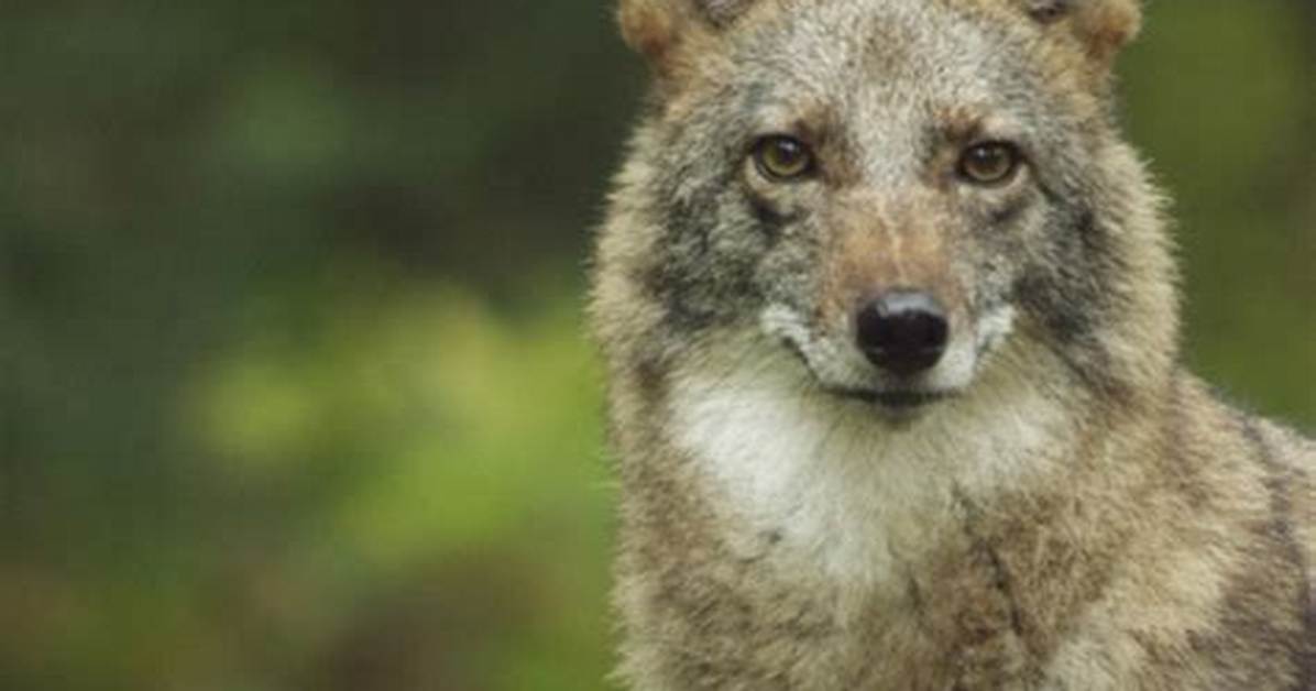 Meet the Coywolf | About | Nature