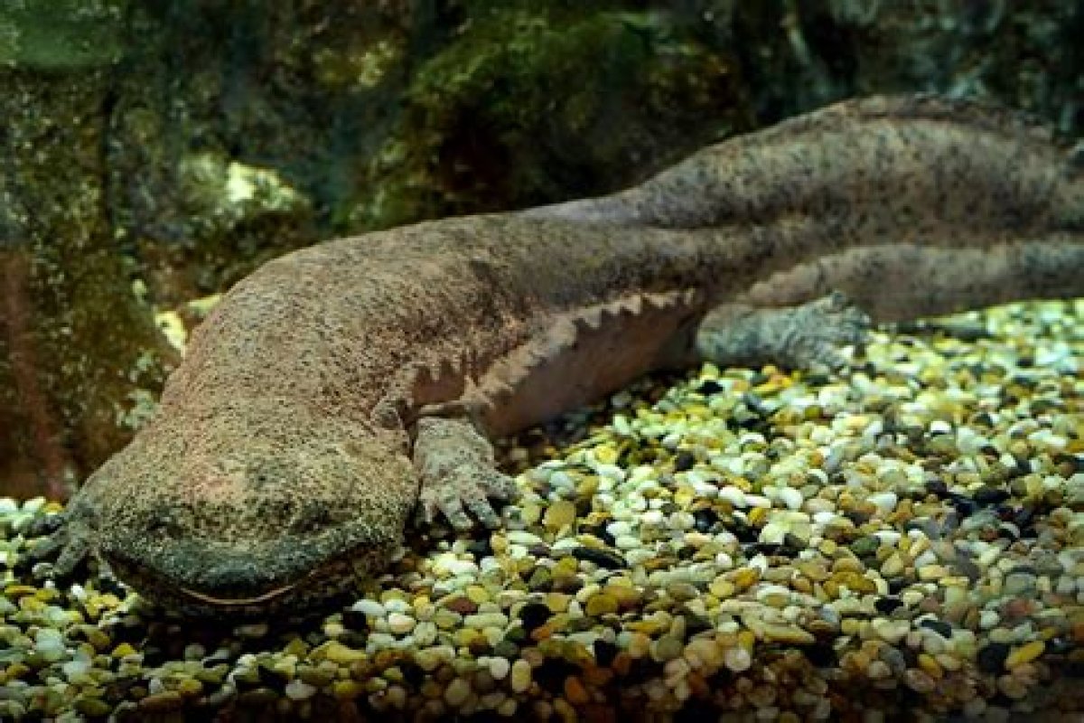 Meet the New Wild Species of Pure Chinese Giant Salamander Raising Hopes for the Future of the ‘Living Fossil’