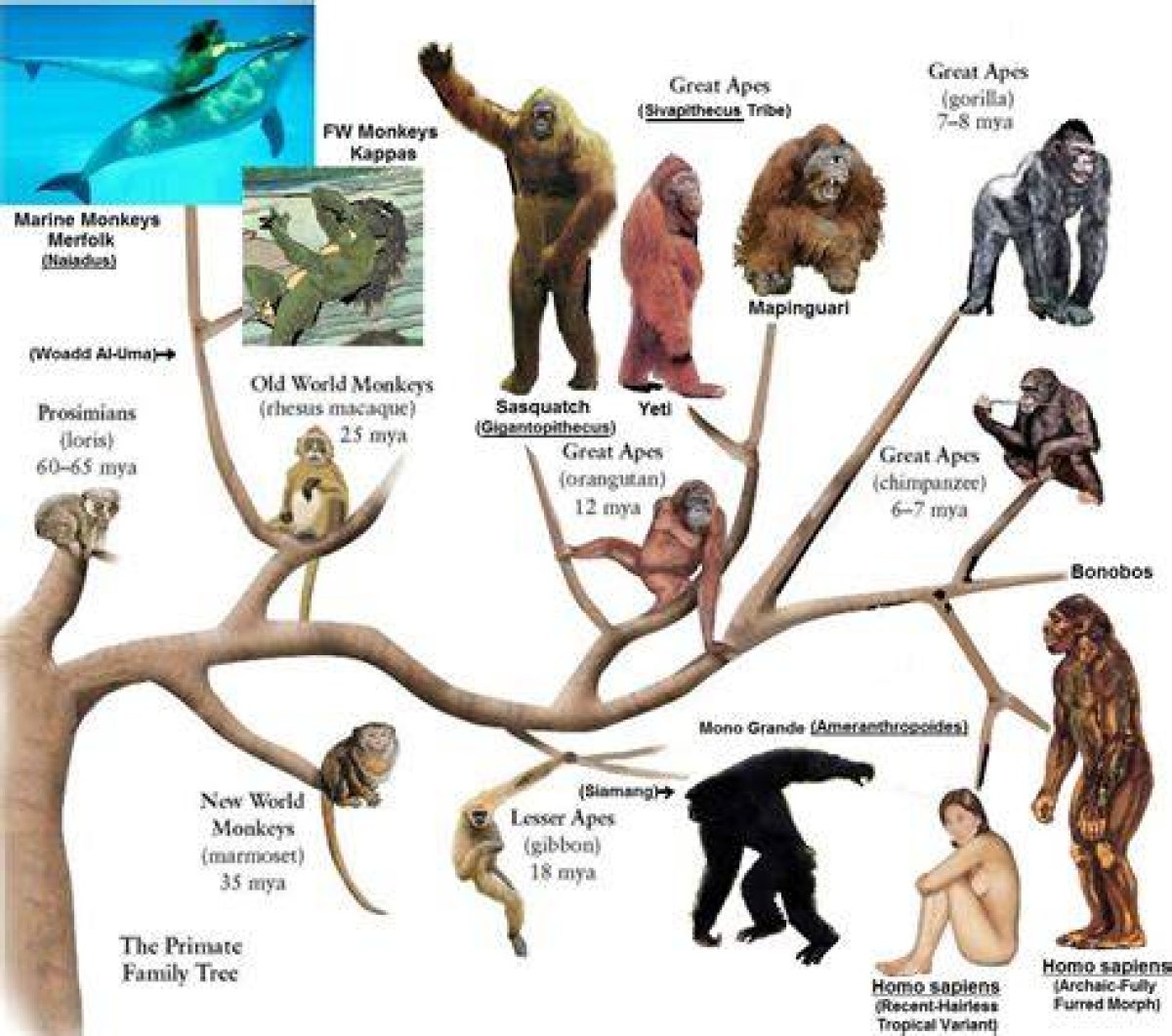 Member of the Primate Family
