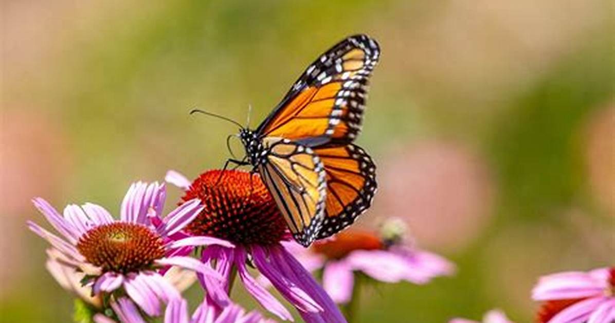 Monarch Butterfly Declared Endangered Amid Declining Numbers
