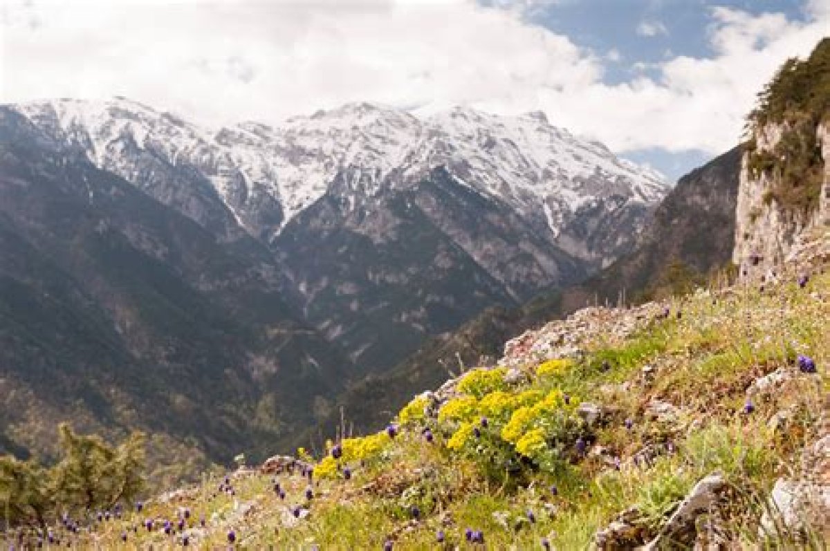 Mount Olympus Residents