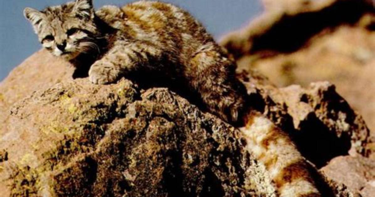 Mountain Cats