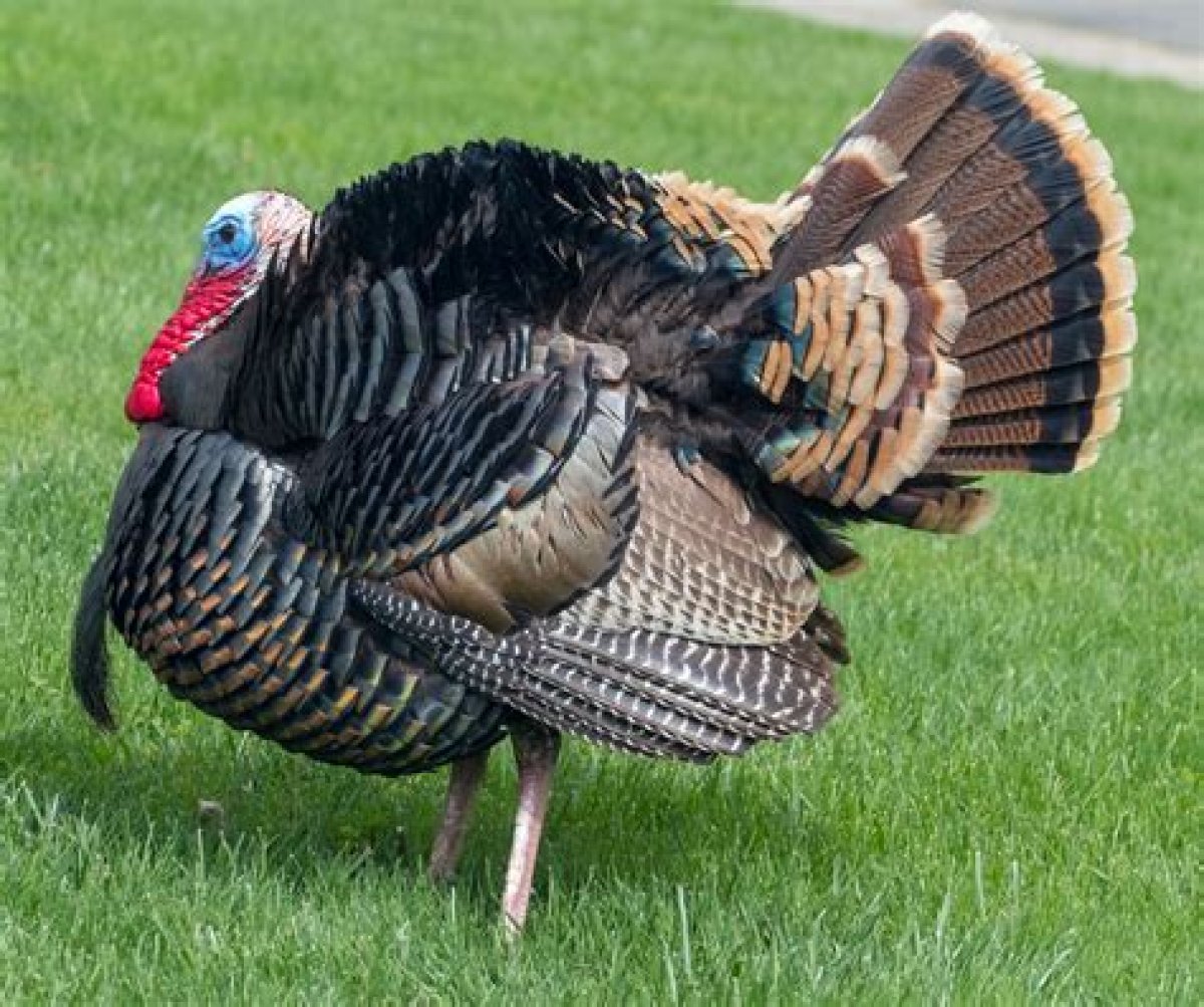 My Life as a Turkey | Wild Turkey Fact Sheet | Nature
