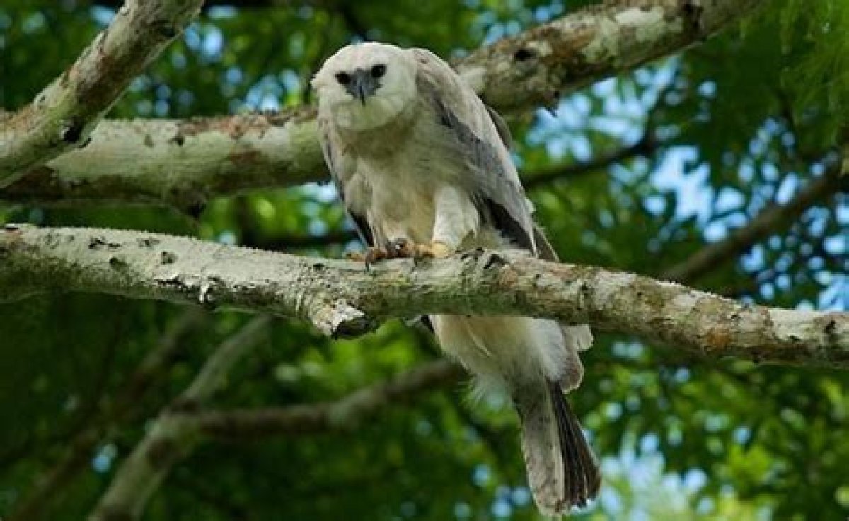 Nature | Jungle Eagle | Season 30 | Episode 3