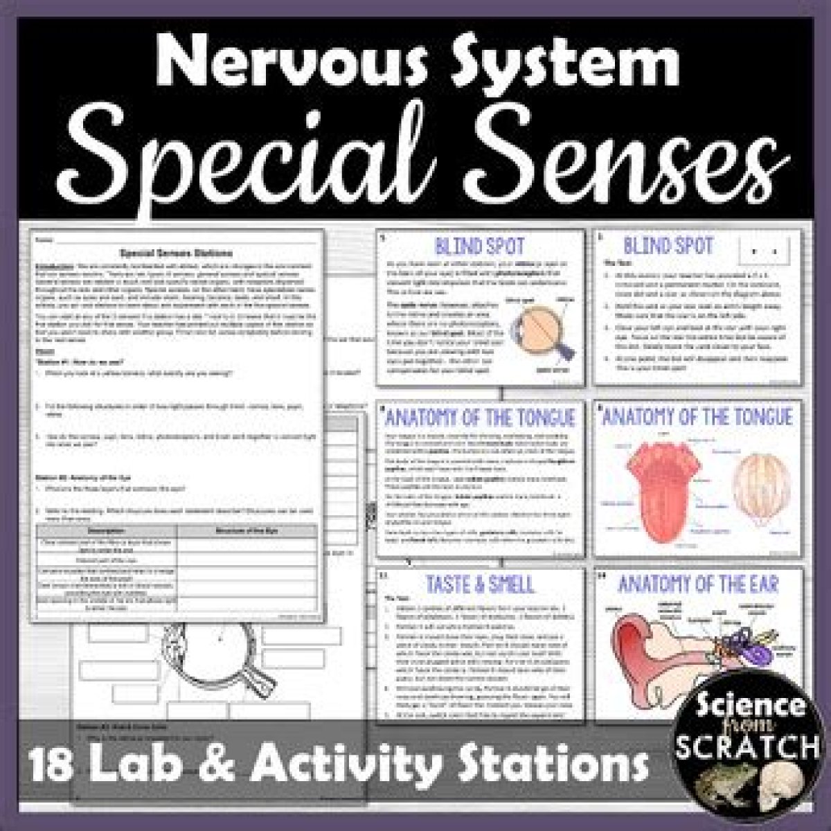 Nervous System Anatomy and Senses — Playlist