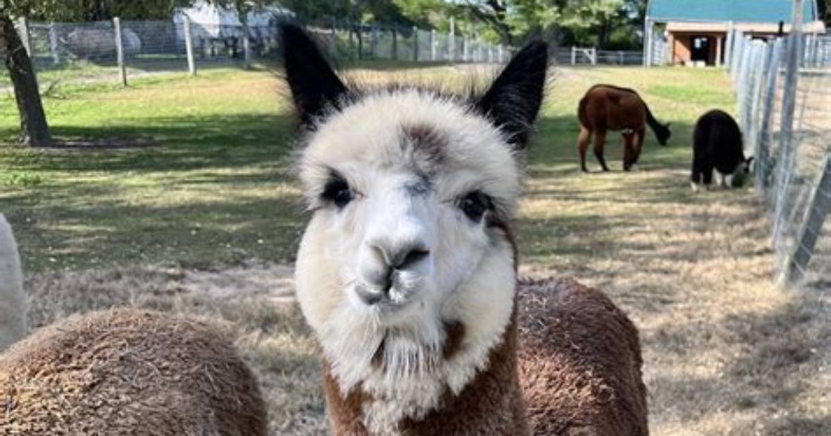 Njtv News | at Arrow Acres Farm, Alpaca Fleece Is a Knitter's Delight | Season 2018