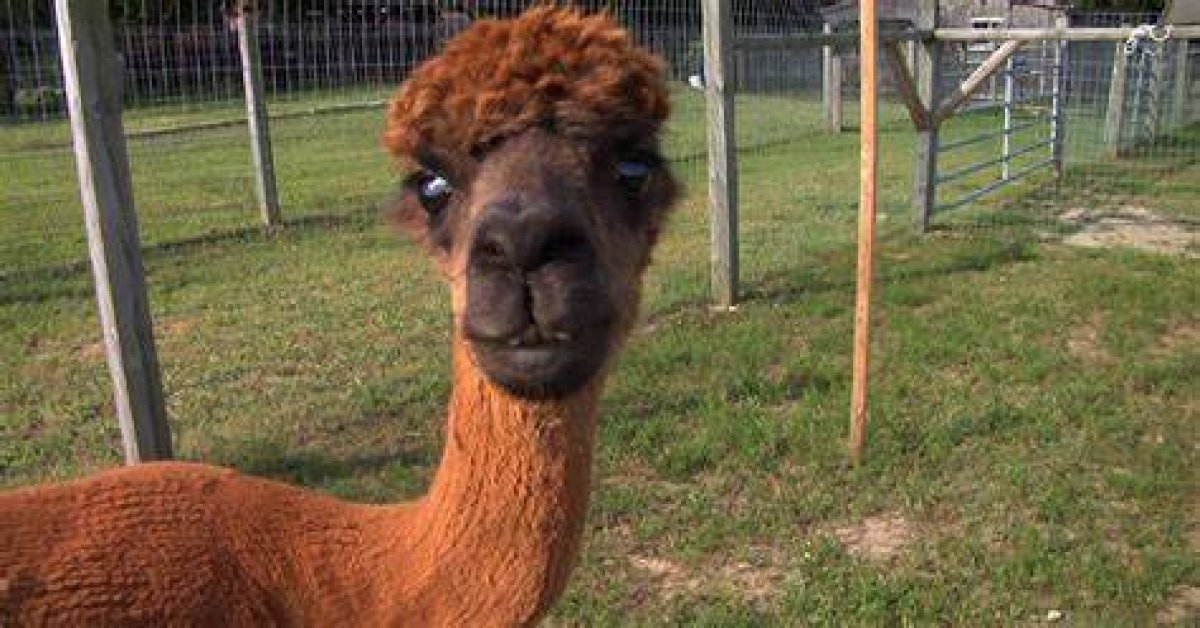 Njtv News | Wall Township Farm Features Alpacas