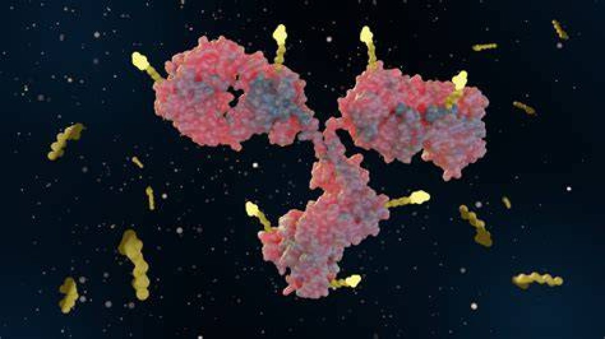 Novel Drug Zetomipzomib Yields Encouraging Results in People with Lupus Nephritis