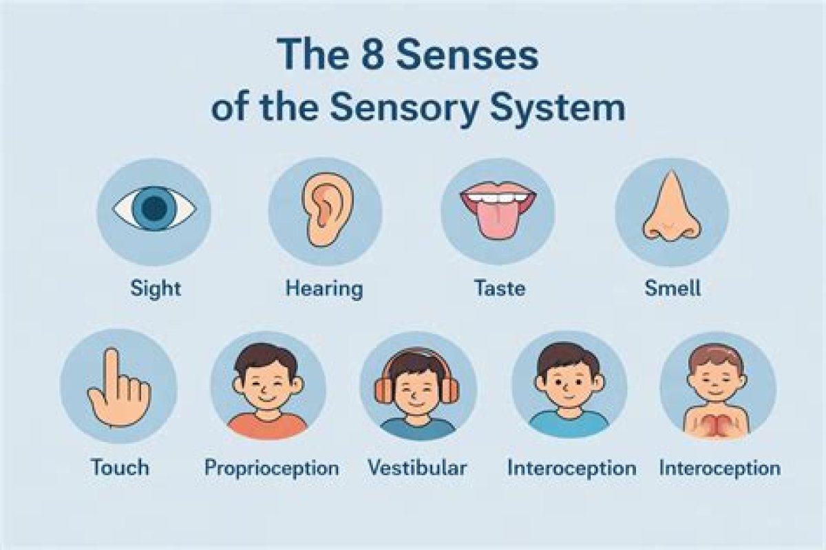 Number of Human Senses Traditionally