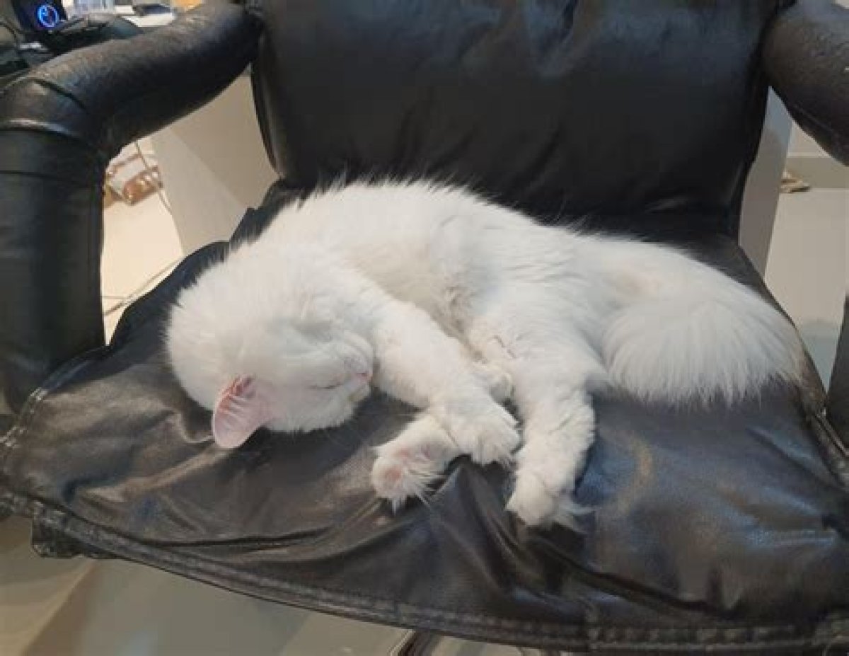 Occupied a Chair