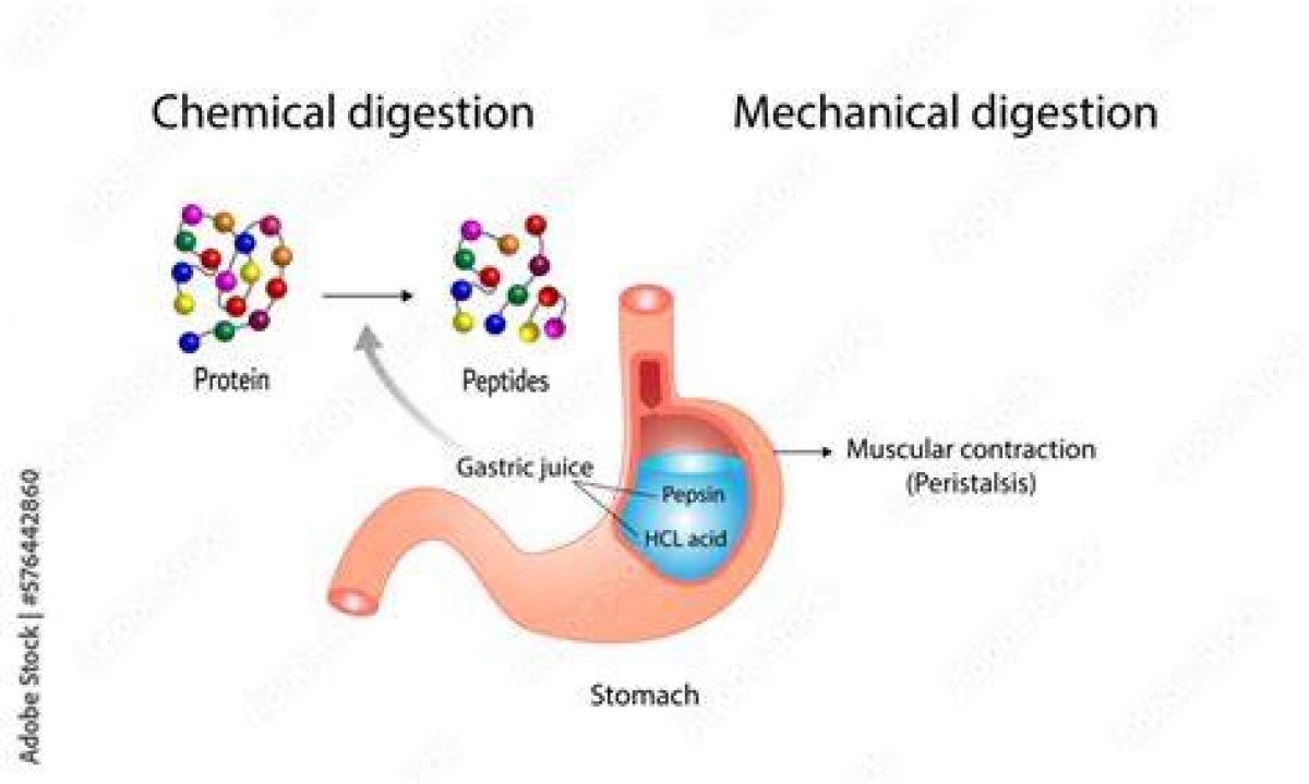 On the Chemical Digestion?