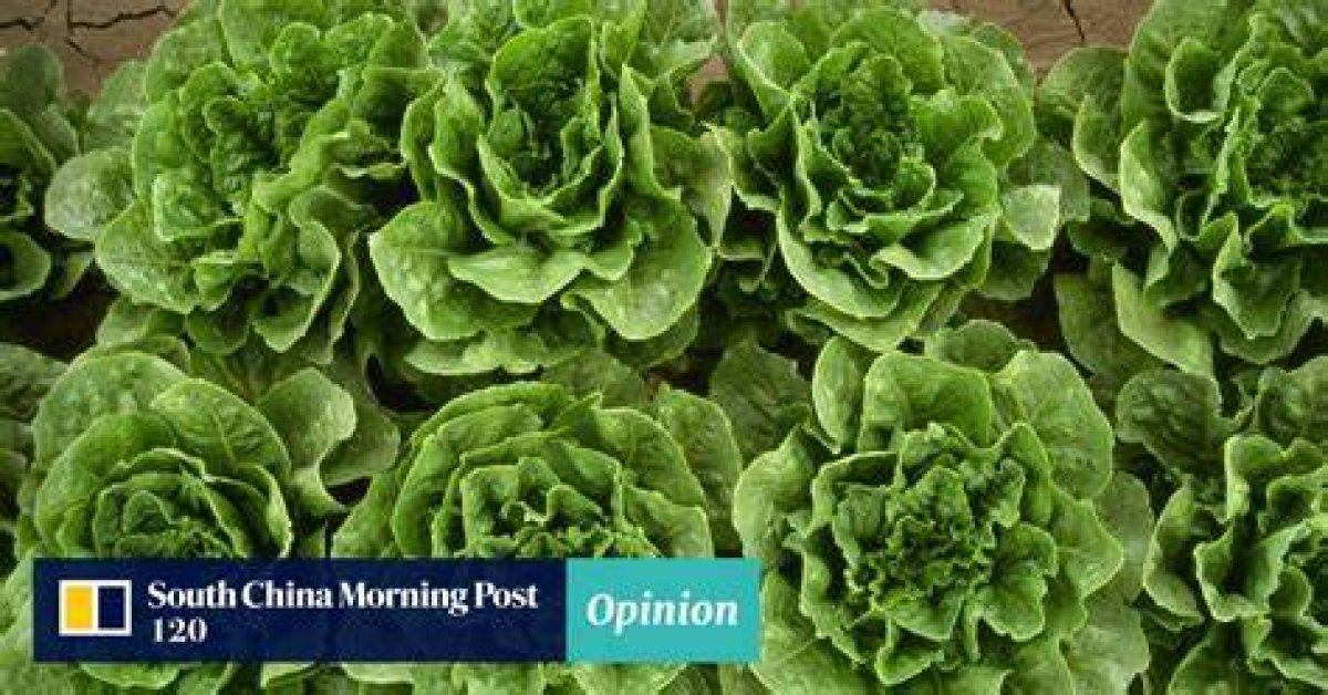 Opinion | After a Lettuce Famously Outlasted Liz Truss, the Origin of the Word and How the ‘Queen of the Salad Plants’ Was Once Little More Than a Weed