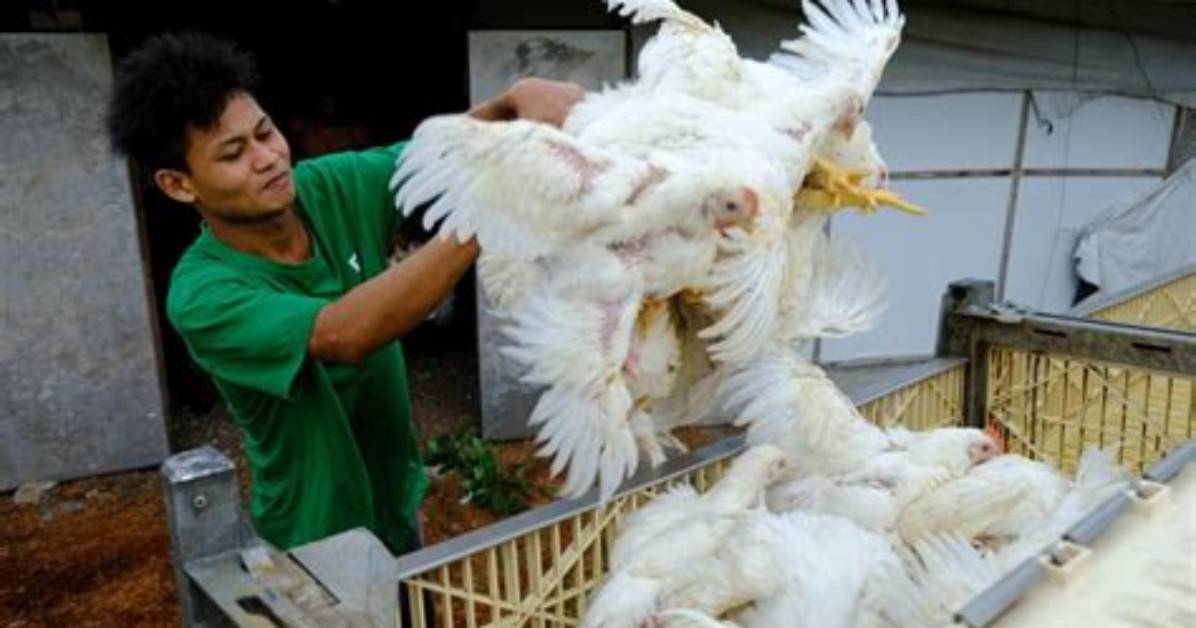 Opinion | Chicken, the ‘Fowl of Five Virtues’ in Chinese Lore, and Why Singapore Got into a Flap over a Shortage of the Birds