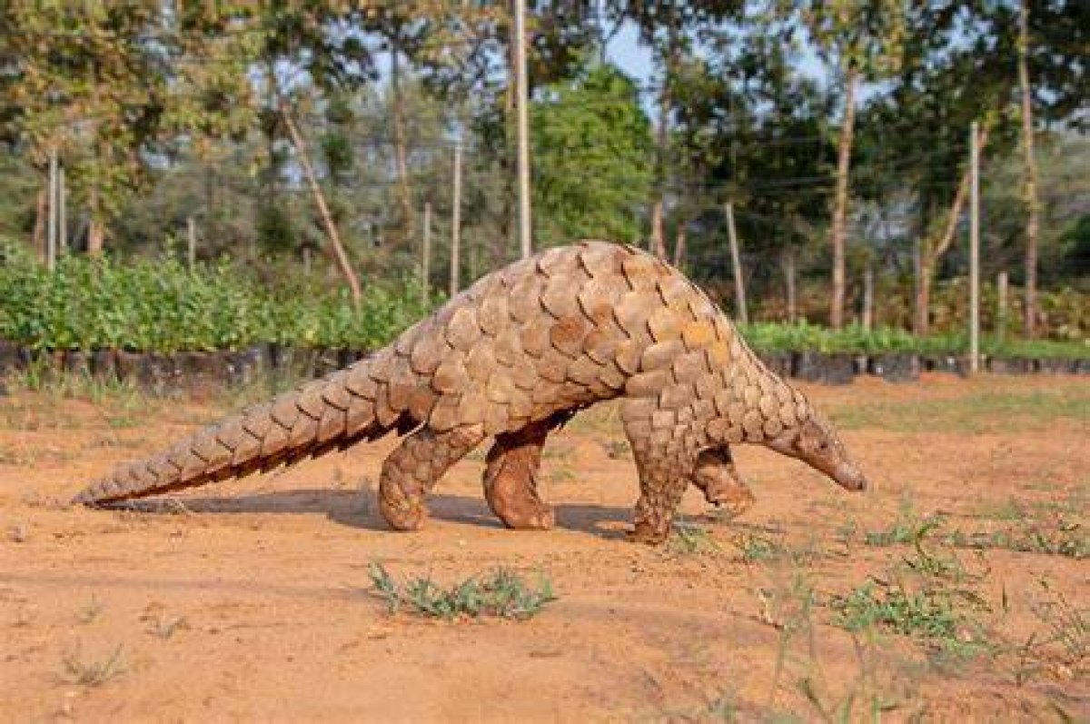 Opinion | How the Chinese Legend of Pangolins Came True – but in a Terrible Way