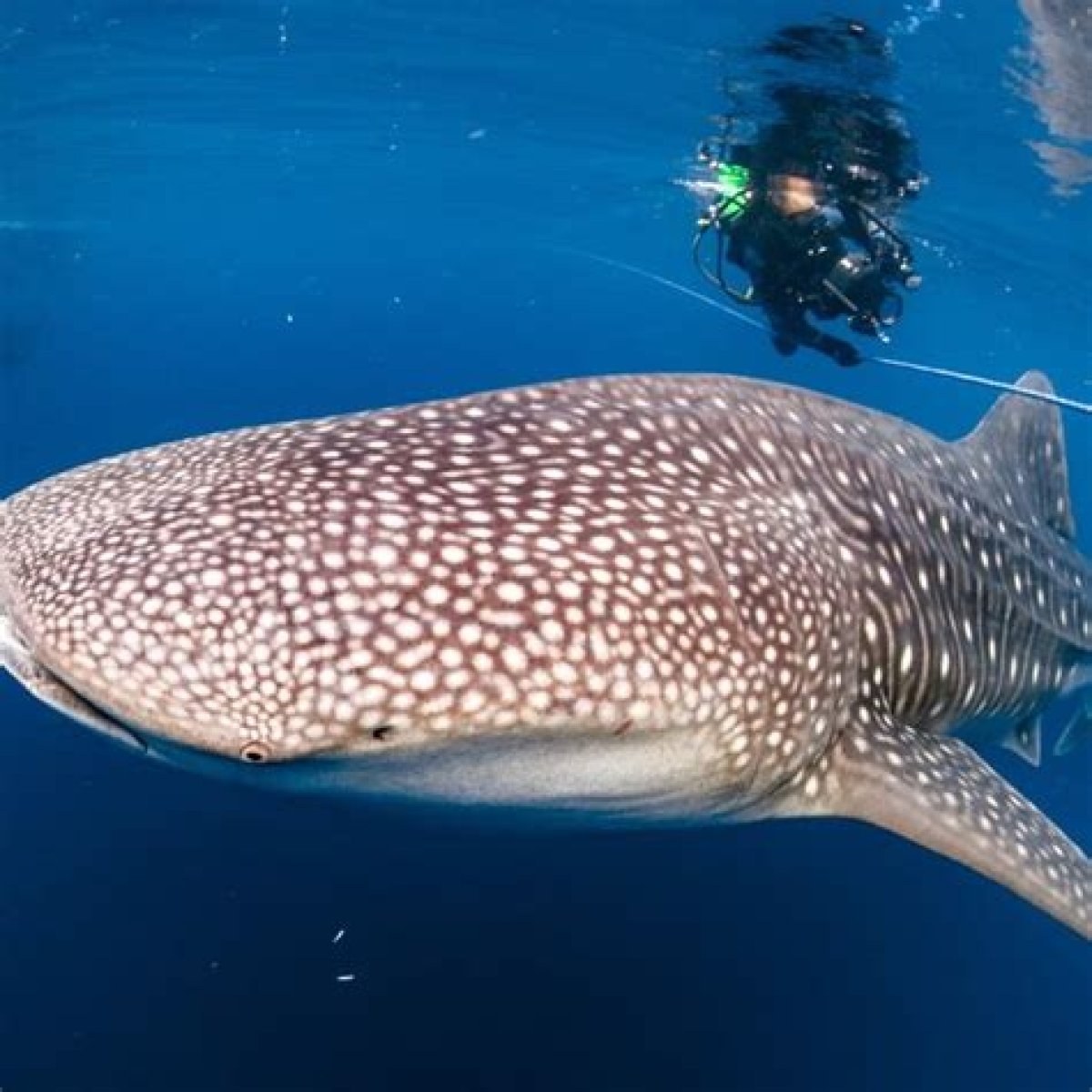 Opinion | Whale Shark’s Size Led to Its Name, Although It’s a Fish; in Other Cultures It Is a Grandparent of the Seas, and ‘Tofu Shark’ for Fans of Its Flesh