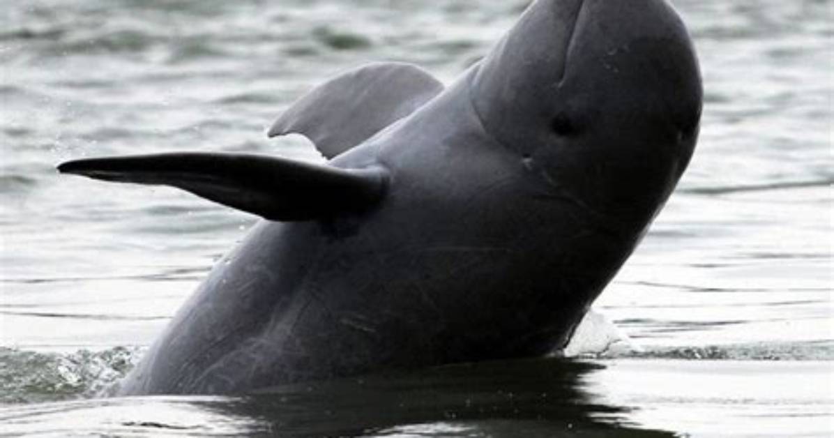 Opinion | Why Proposed Irrawaddy Dolphin Festival in Cambodian Commune Is Too Late – the Local Population Has Been Wiped out Already