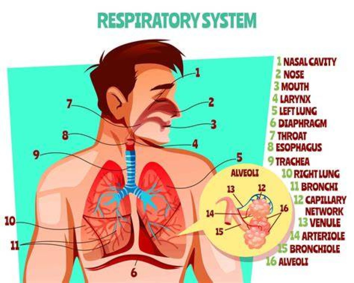 Organ That Facilitates Breathing