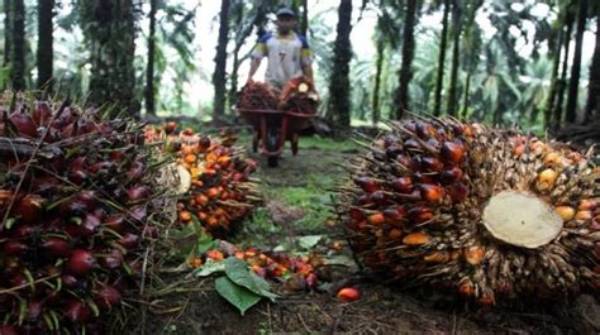 Palm Oil Buyers Switch to Cheaper Rival Oils