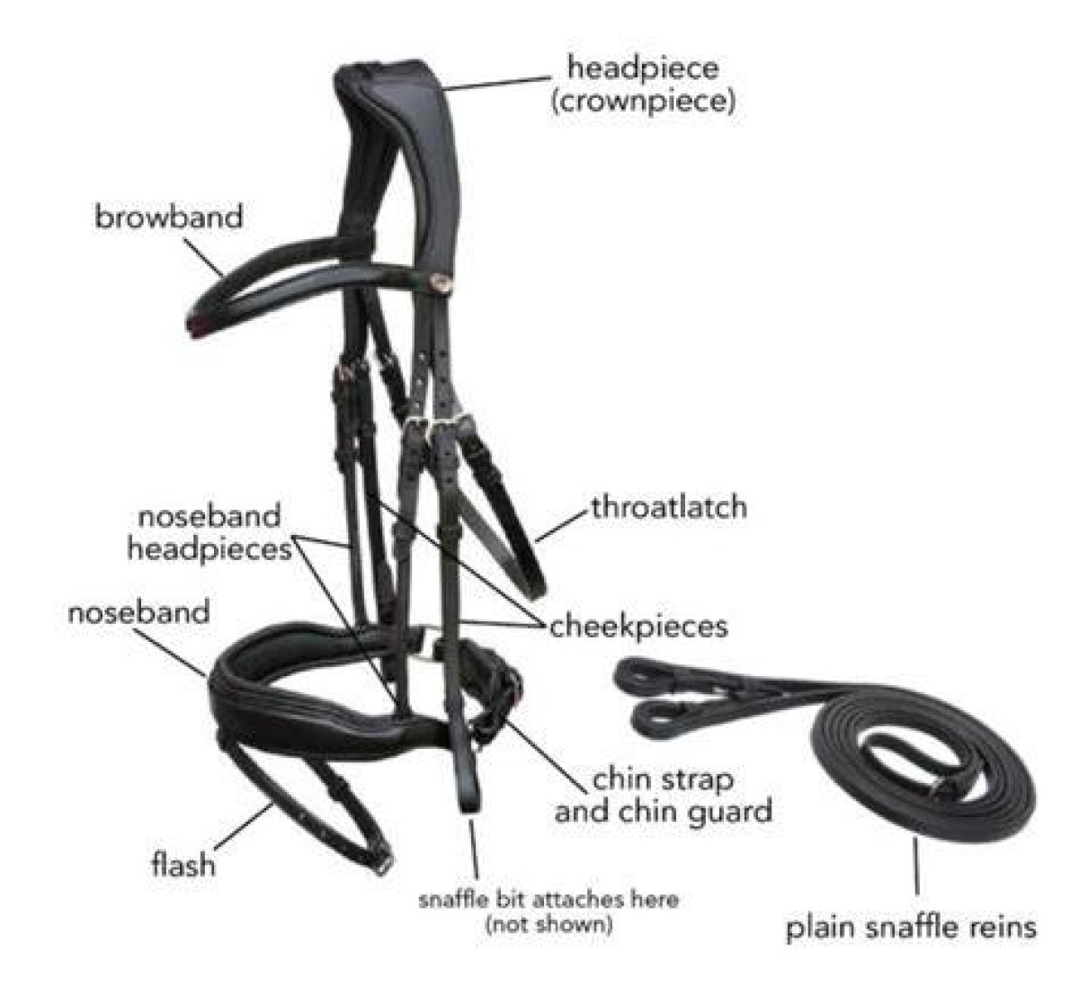 Parts of the Horse Bridle - Dot Quiz