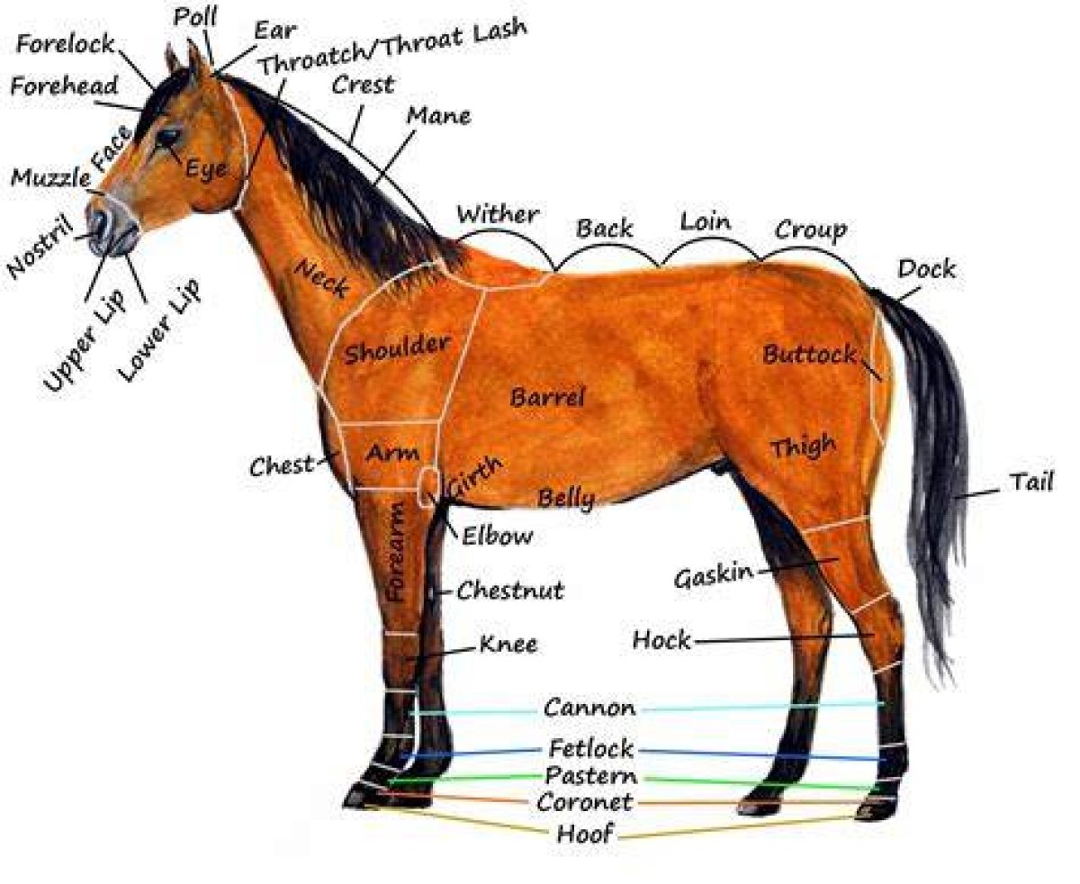 Parts of the Horse Hard