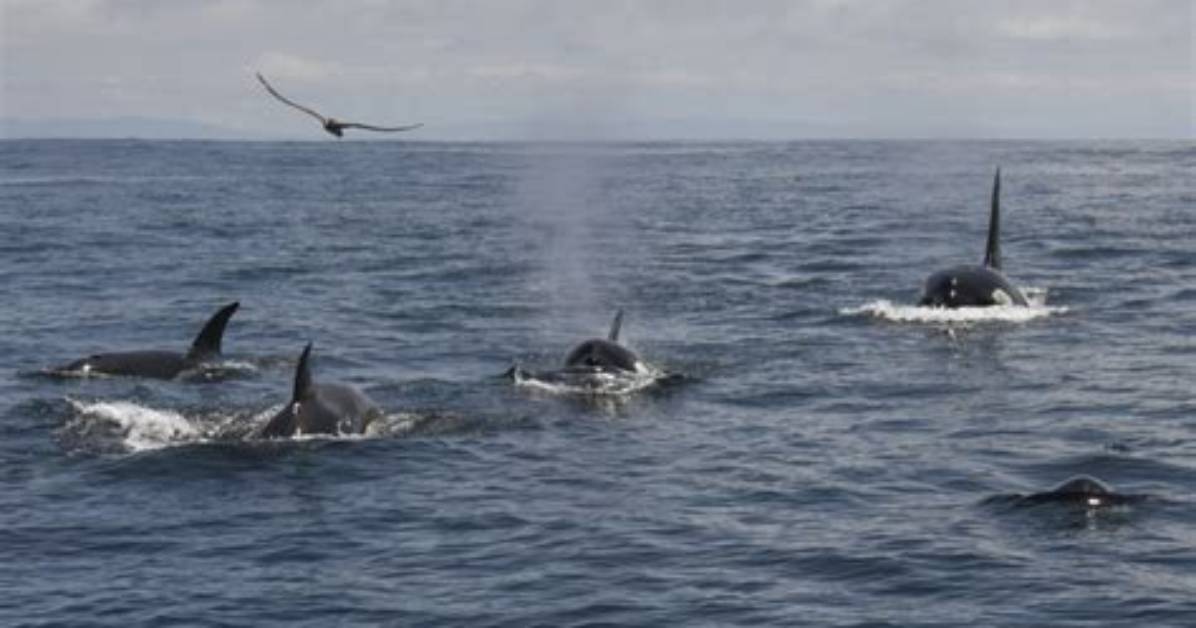 Pbs Newshour | Group of Orcas Attack and Sink Vessels off Iberian Peninsula | Season 2023