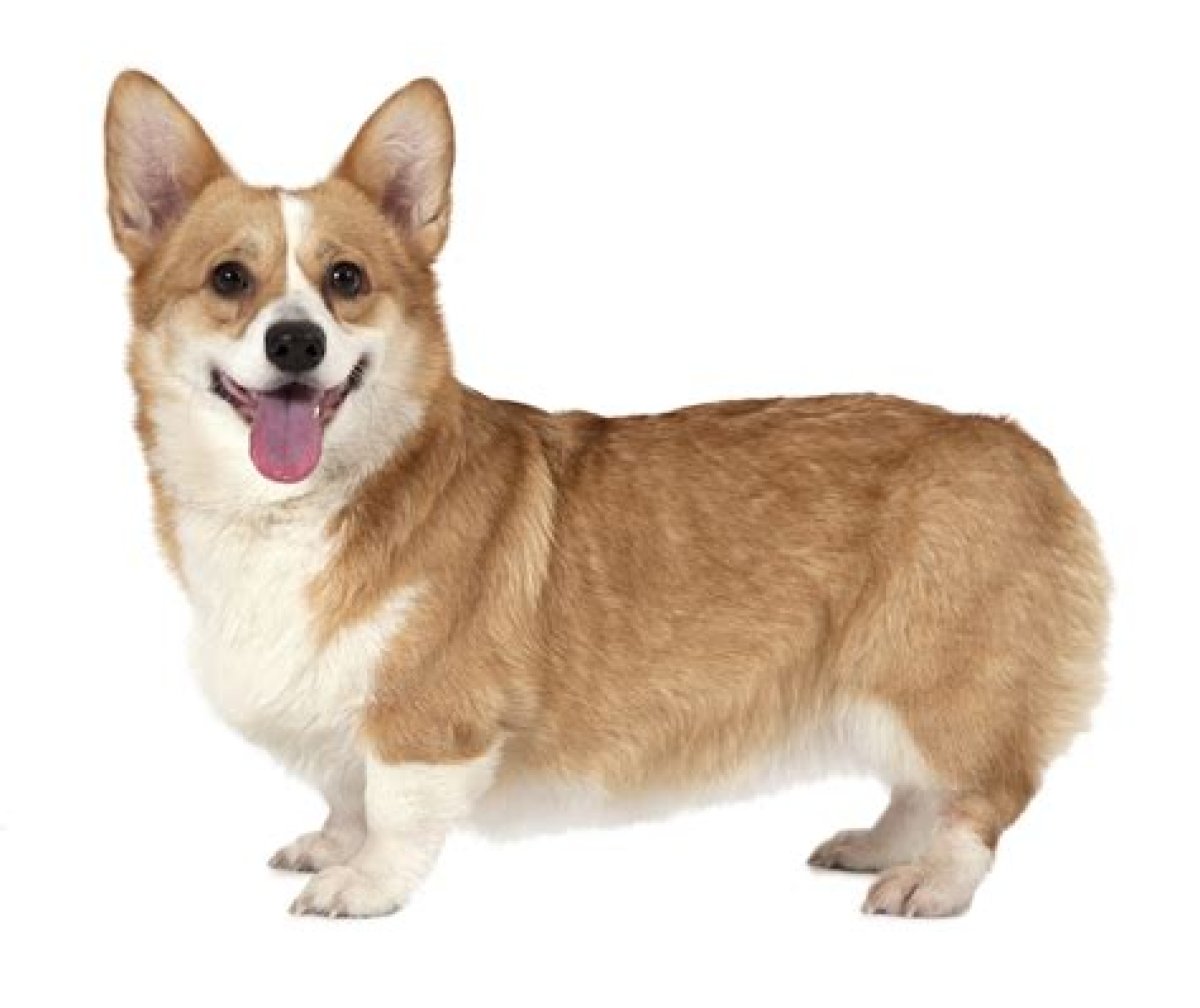 Pembroke Welsh ___ (Dog Breed)
