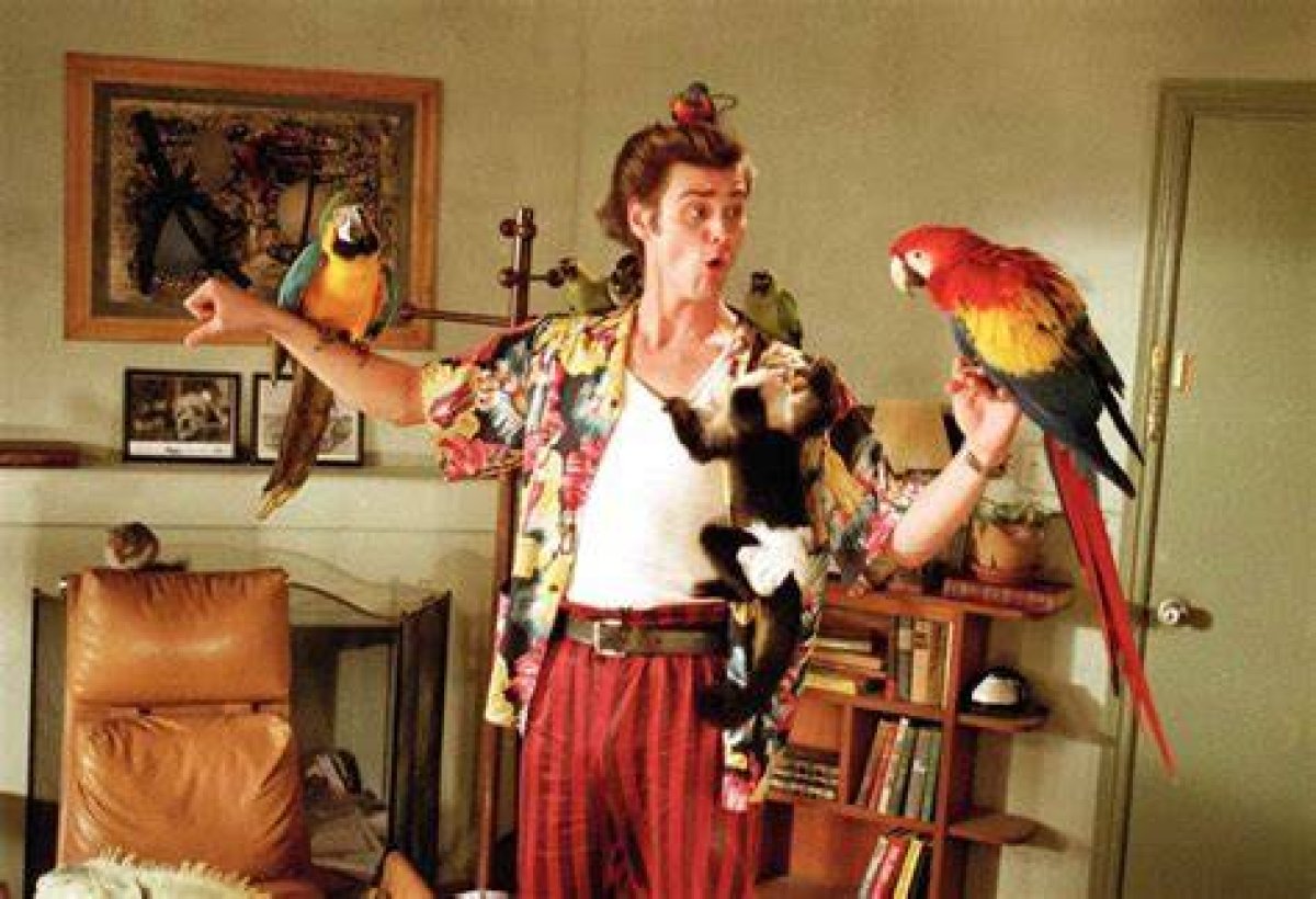 Pet Detective (Jim Carrey Movie)