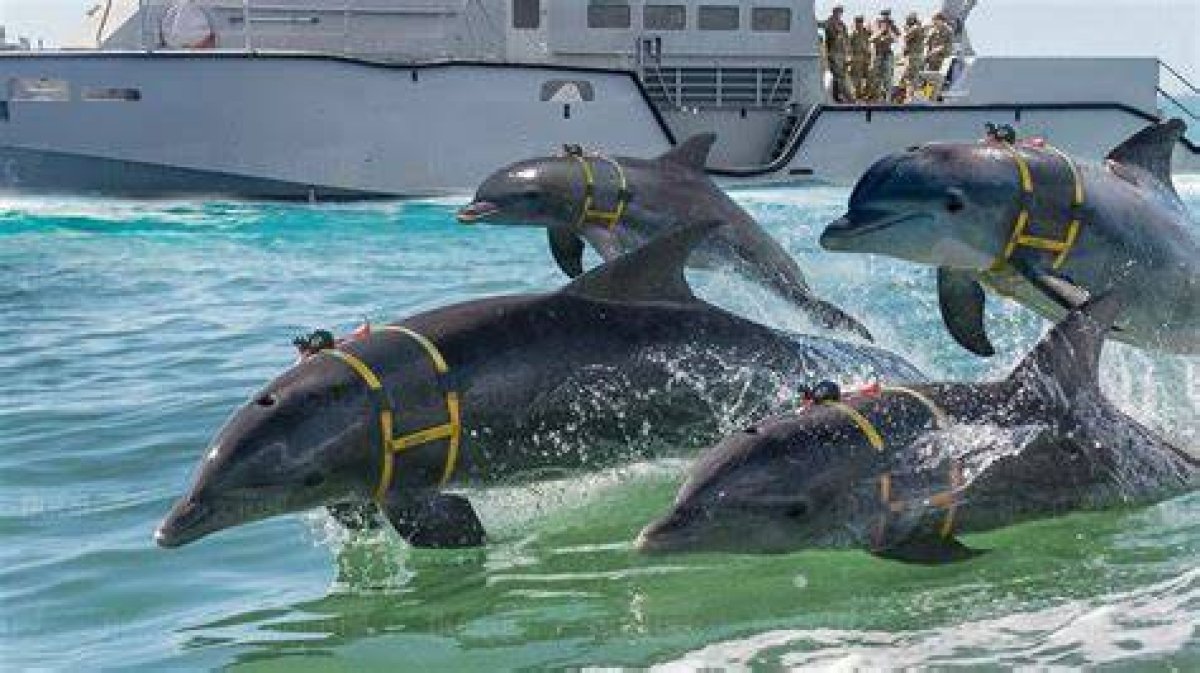 Photos: U. S. Navy’s Dolphin and Seal Program