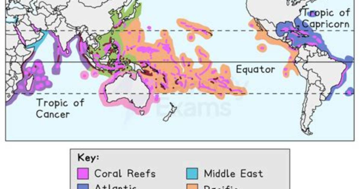 Place Where Coral Reefs Might Grow