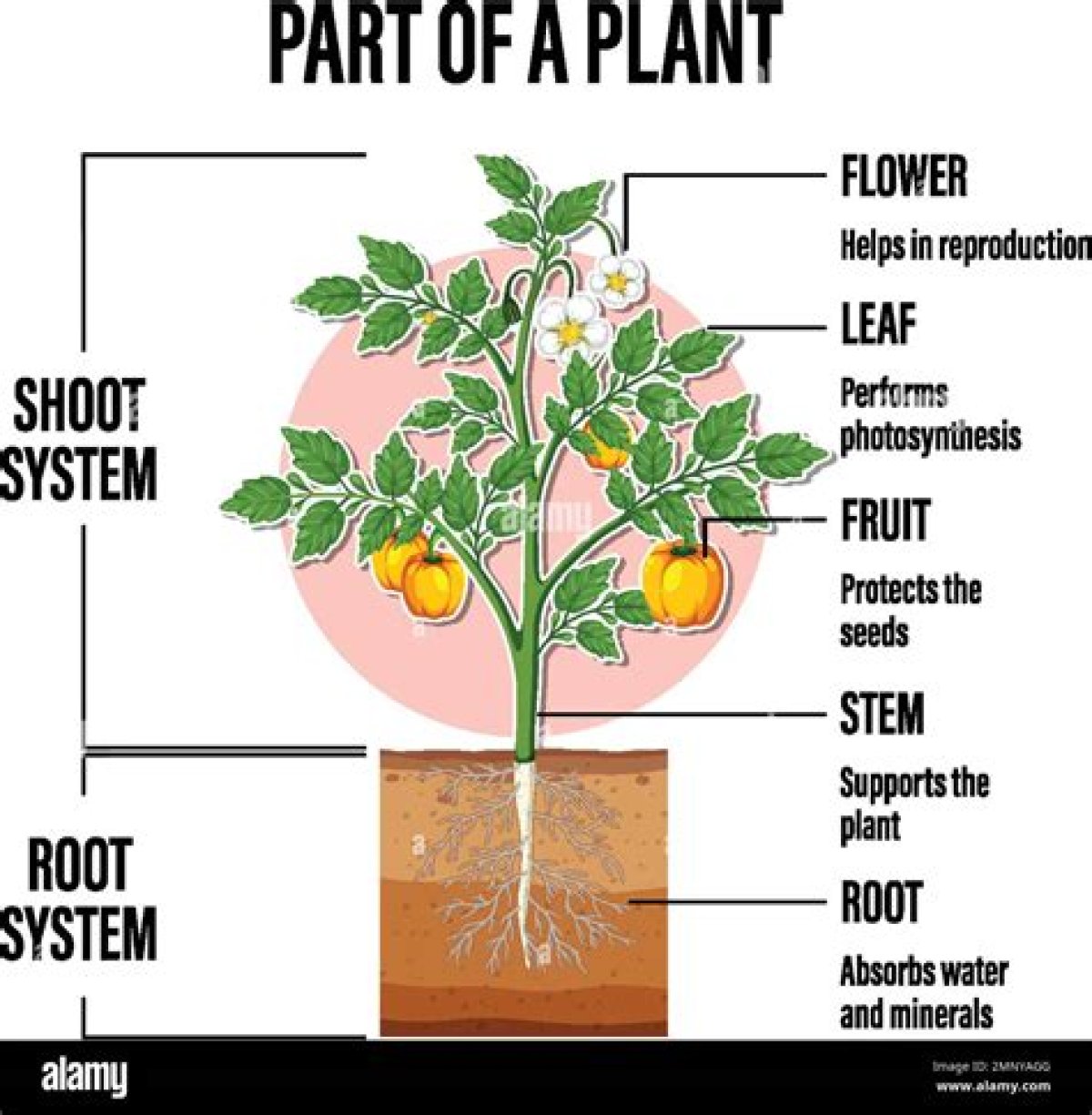 Plant Parts That Are Within Soil