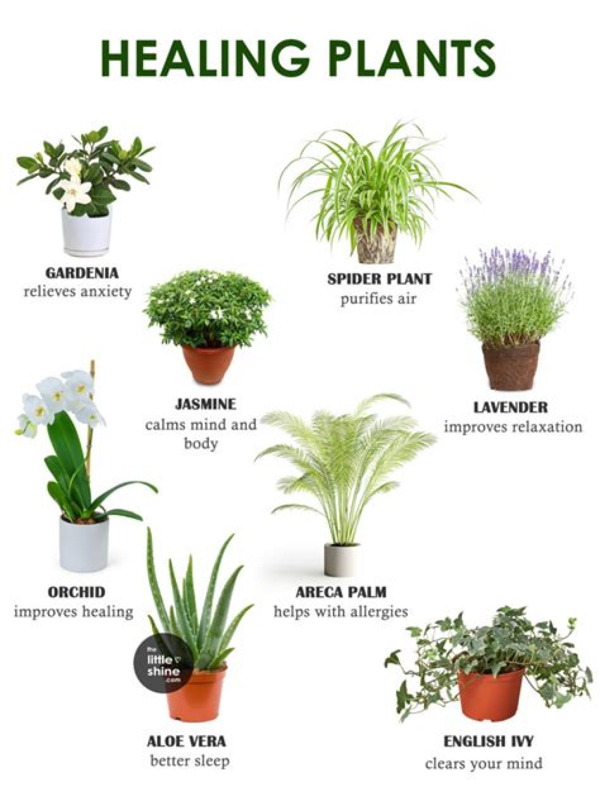 Plant with Healing Properties