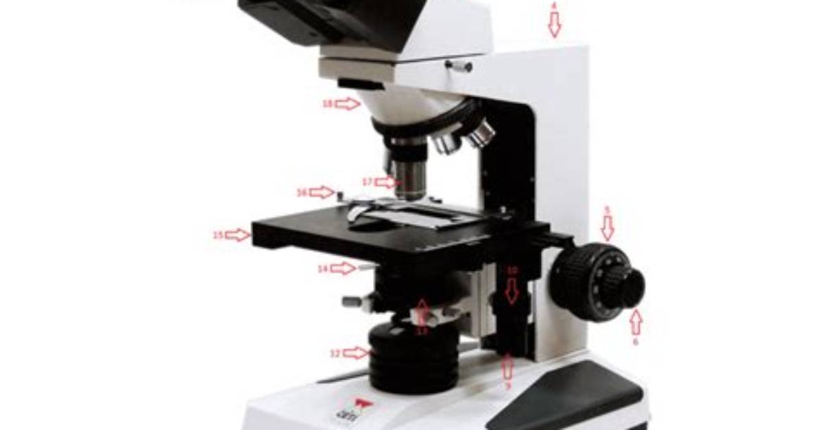 Pltw Pbs Microscope Quiz