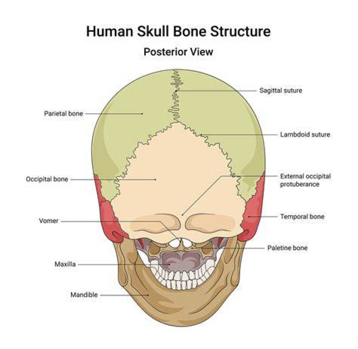 Posterior View of the Human Skull Quiz