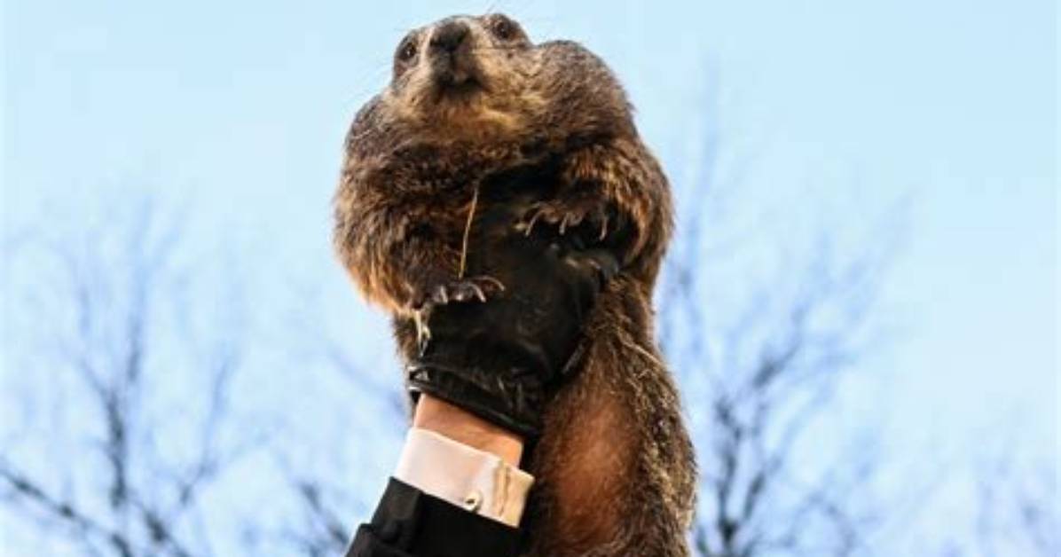 Punxsutawney Phil Predicts Long Winter!
